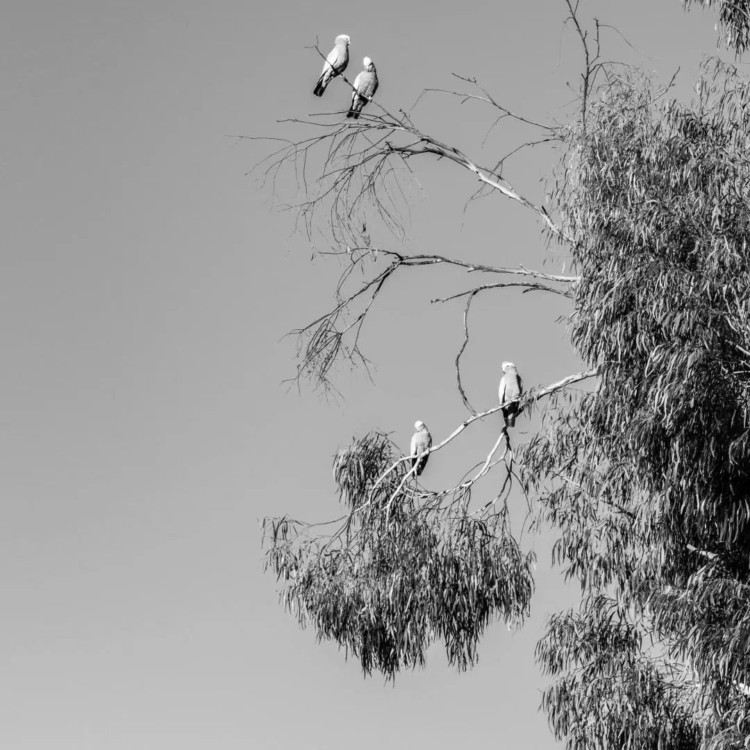 1052941a2c63783a64f06f3c3a4d0632